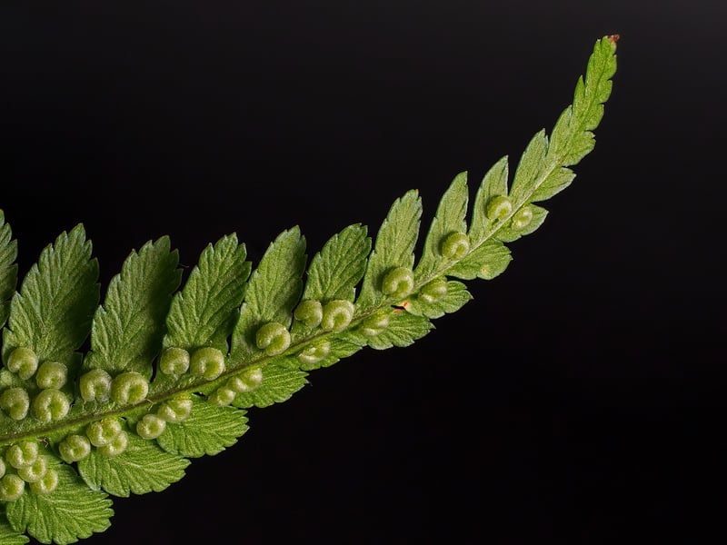 Fern plant